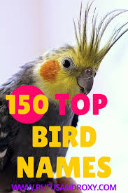 150 Top Bird Names For Your Feathered Friend Parakeet Names Bird Birds Name List