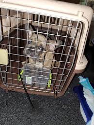 Bulldog puppies, buy french bulldog puppies near me, buy french bulldog puppies online, french bulldog puppy. Rescue Fights To Keep Neglected French Bulldog Puppies In The Us