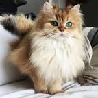 Fluffy Cat Breeds - Cat Breeds Encyclopedia