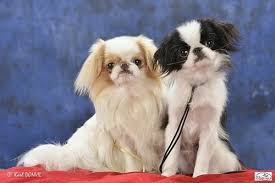 To confirm pricing, availability and descriptions of our puppies, please call, email or text message the store. Japanese Chin Dog Breed Origin Behavior Trainability Facts Puppy Price Color Health