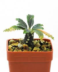 Image result for Dorstenia