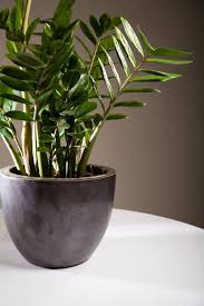 Zanzibar Gem Purifies The Air A Pretty Robust Plant By The Sounds Of It More Info On Plant Care Here Http Www Plants Cool Plants Growing Plants Indoors