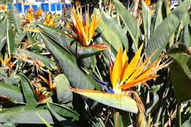 Image result for Strelitziaceae