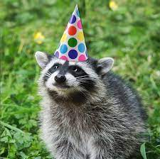 Discover thousands of premium vectors available in ai and eps formats. Your Daily Dose Of Raccoon It S My Birthday Today Original Pet Raccoon Raccoon Funny Dumb Animals