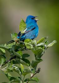 Bird Sitting On Window Sill Meaning Male Indigo Buntings Singing Bird Species Chestnut Horse Animal Adaptations