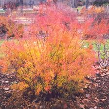 Image result for Spiraea thunbergii