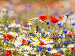 We did not find results for: Wallpaper Flowers Field White Chamomile Red And Blue Flowers 2560x1600 Hd Picture Image