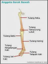Around me bagian bagian rangka manusia beserta nama latinnya. Rangka Anggota Gerak Shefalitayal