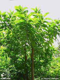 Image result for Sapium