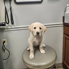 Shiloh Veterinary Hospital