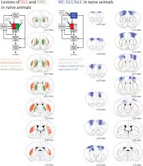Distinct Roles For Motor Cortical And Thalamic Inputs To Striatum During Motor Learning And Execution Biorxiv