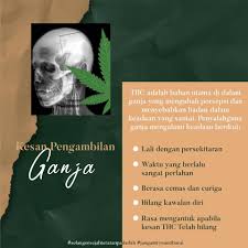 Dadah jenis ini mempunyai kesan yang lebih berganda lebih kuat daripada dadah yang asal. Maklumat Dadah Jenis Ganja Yang Pemadam Negeri Selangor Facebook