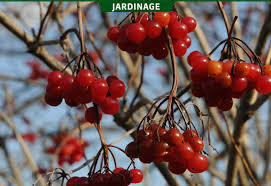 Cet arbuste aux feuilles pourpres persistantes peut être utilisé en massif ou en isoler. Des Fruits Automnaux Pour Les Oiseaux La Terre De Chez Nous