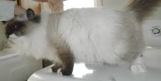 We are opening a waiting list for pure breed siberian kittens to be born in march. Siberian Cat Kings Heart Of Gold Siberian Kittens For Sale Cattery Sawnee Mtn Georgia Siberian Fl Sc Nc Ga Tn Ky Nj Pa