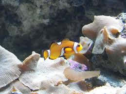 Check spelling or type a new query. Deep Sea World North Queensferry Aktuelle 2021 Lohnt Es Sich Mit Fotos Tripadvisor