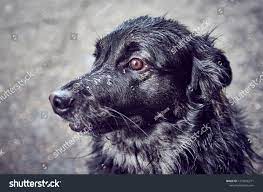 Dog Dog Penetrating Glance Pet Stock Photo 1279836271 | Shutterstock