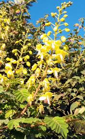 Image result for Caesalpinia decapetala