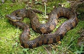 Iowa Diamondback Water Snake Reptiles Amphibians Snake