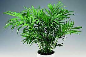 It is also known as the neanthe bella palm or the bamboo palm as its multiple stems bear a striking resemblance to bamboo sticks. Parlor Palm Aspca