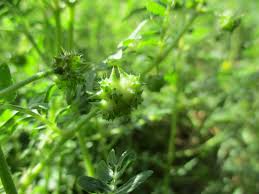 Image result for Tribulus excrucians