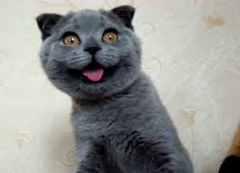 Hangi Cins Kedi Senin Ruh Ikizin Onedio Com