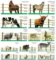 Recinti Elettrici Selleria La Colombaia Casalmaggiore Cr Livestock Barn Raising Farm Animals Horse Farms