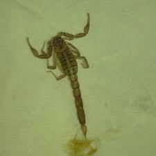 Valley wide pest control dirba šiose srityse: Commercial Residential Extermination Valley Wide Pest Control
