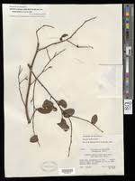 Image result for Xylopia collina