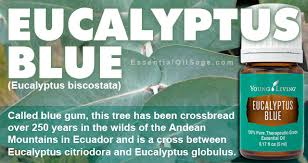 Eucalyptus globulus, commonly known as southern blue gum, is a species of tall, evergreen tree endemic to southeastern australia. Young Living Eucalyptus Blue Essential Oil Buy Here