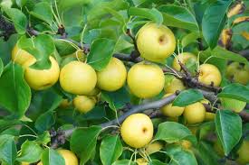 Image result for Pyrus pyrifolia