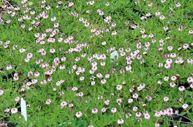 Image result for Lippia oatesii
