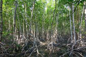 Image result for Xylocarpus