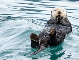 Otters are a species of animal in the animal crossing series. Otter Symbolism Meaning The Otter Spirit Animal Uniguide