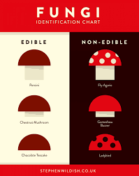 fungi identification chart visual ly