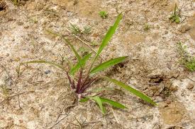 Image result for Ischaemum afrum