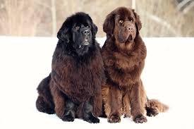 Who was a famous explorer with a newfoundland dog? Neufundlander Charakter Wesen