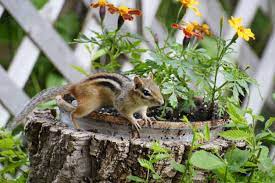 To keep chipmunks out, experts recommend sealing as many points of entry as possible, no matter. Getting Rid Of Chipmunks Tips For Chipmunk Control In Gardens