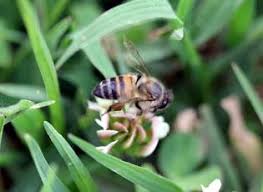 Africanized Honeybee National Invasive Species Information