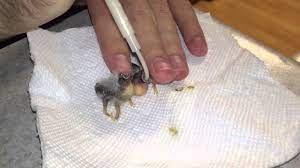 Hand Feeding Two New Zebra Finch Babies Ages 4 And 3 Days Youtube