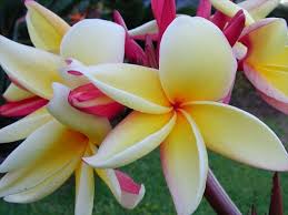 The Plumeria Moragne 23 Plumeria Plumeria Flowers Flowers Nature