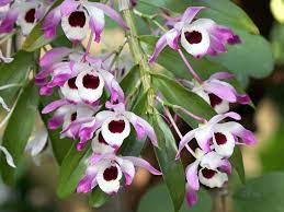 How To Grow Noble Dendrobium Orchids From Cuttings World Of Flowering Plants