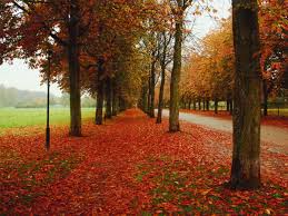 Its economic strength and low unemployment levels contribute to its attractiveness. Chestnut Alley Autumn Red Leaves Stuttgart Baden Wurttemberg Germany Sbdf002768 Susan Brooks Dammann Westend61