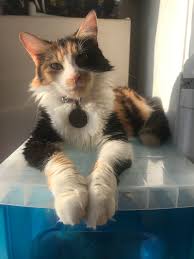However, some of the names are still great for the boy cats, too. My Calico Maine Coon Anyone Else In Love With Calicos Cats