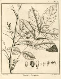 Image result for Rourea orientalis