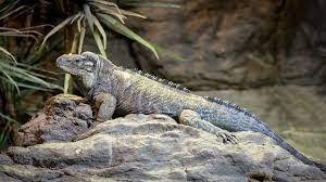 Rhinoceros Iguana Iguana For Sale Iguana Baby Iguana