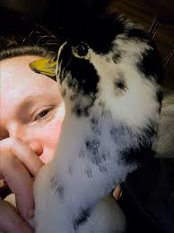 Cuddle time with Donkey. He is much nicer than his best friend Shrek. First  pic he had his frill raised because Sandwich was nearby. Apparently it  makes him ✨intimidating.✨