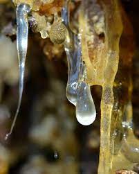 You can use alcohol, nail polish remover. How To Remove Tree Sap Remove Tree Sap Tree Sap Mustache Wax