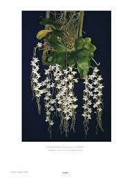 Image result for Aerangis ugandensis