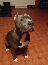 Bluebrindle pitbull puppies 3 female 1 male champion bloodlines blue legacy miagi $800 come with. Tank 2yrs Old Bloodline Gotti 50 Razors Edge Purple Ribbon Ukc Registered Stud Service Available White Pitbull Puppies Pitbulls All White Pitbull