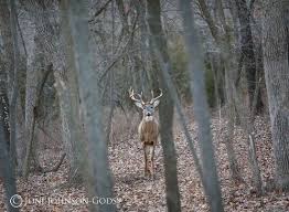 Deer In Woods Google Search Wildlife Art Deer Camp Whitetail Deer